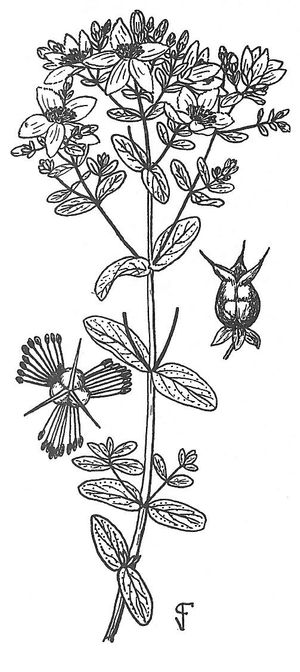 plante médicinale bio : Hypericum perforatum