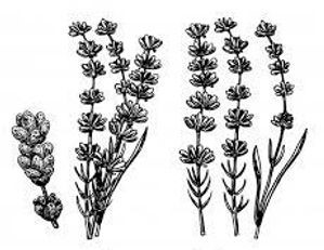 plante médicinale bio : Lavandula officialis