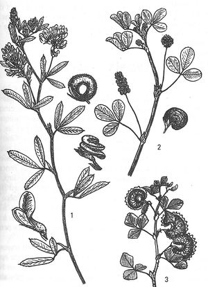 plante médicinale bio : Medicago sativa