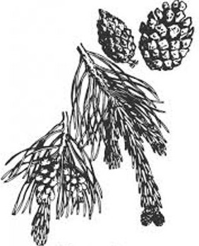 plante médicinale bio : Pinus sylvestris